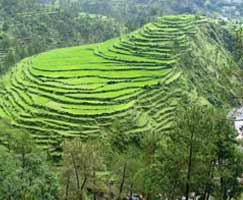 Dhanaulti Tourism